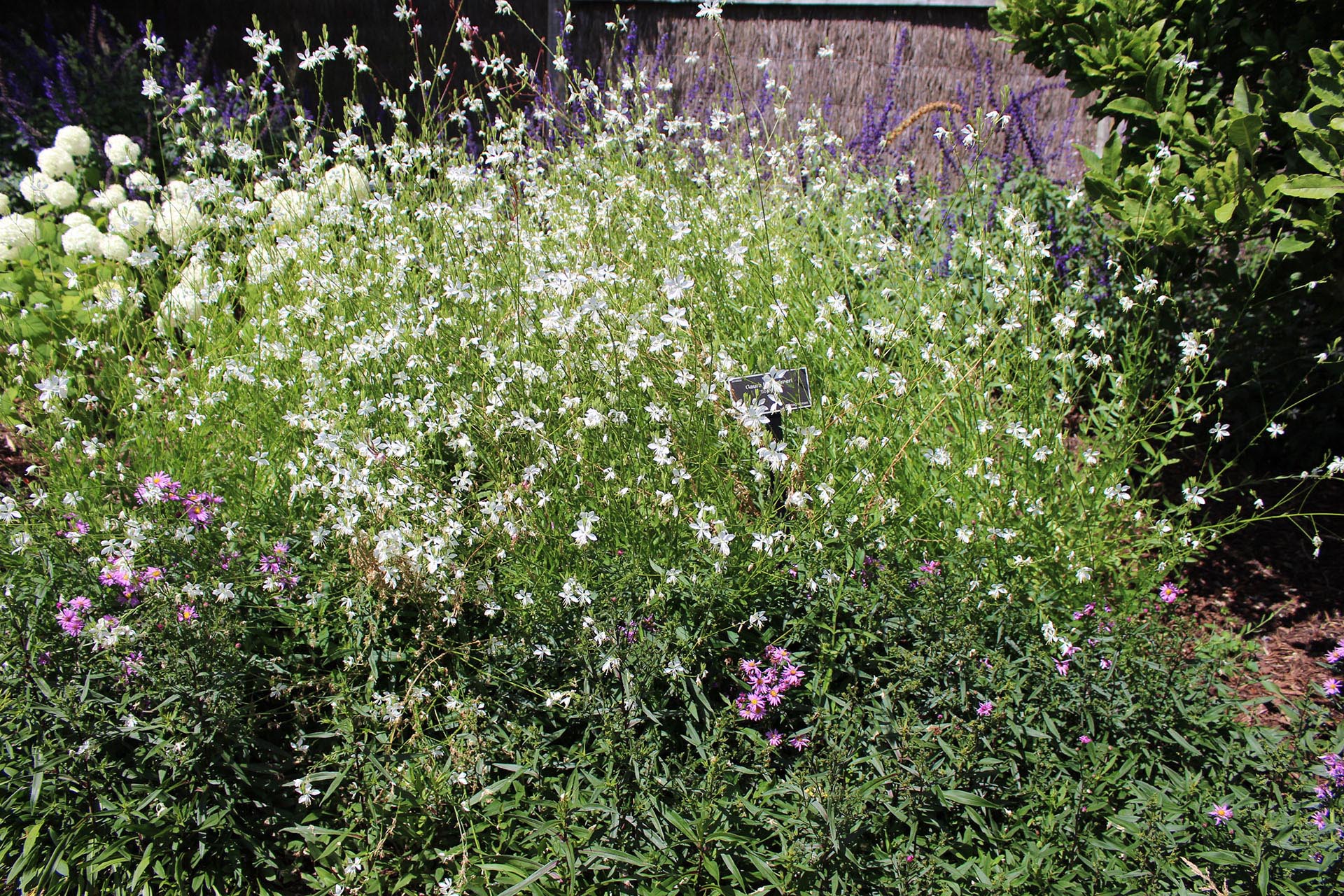 Gaura lindheimeri 'So White' (PBR)